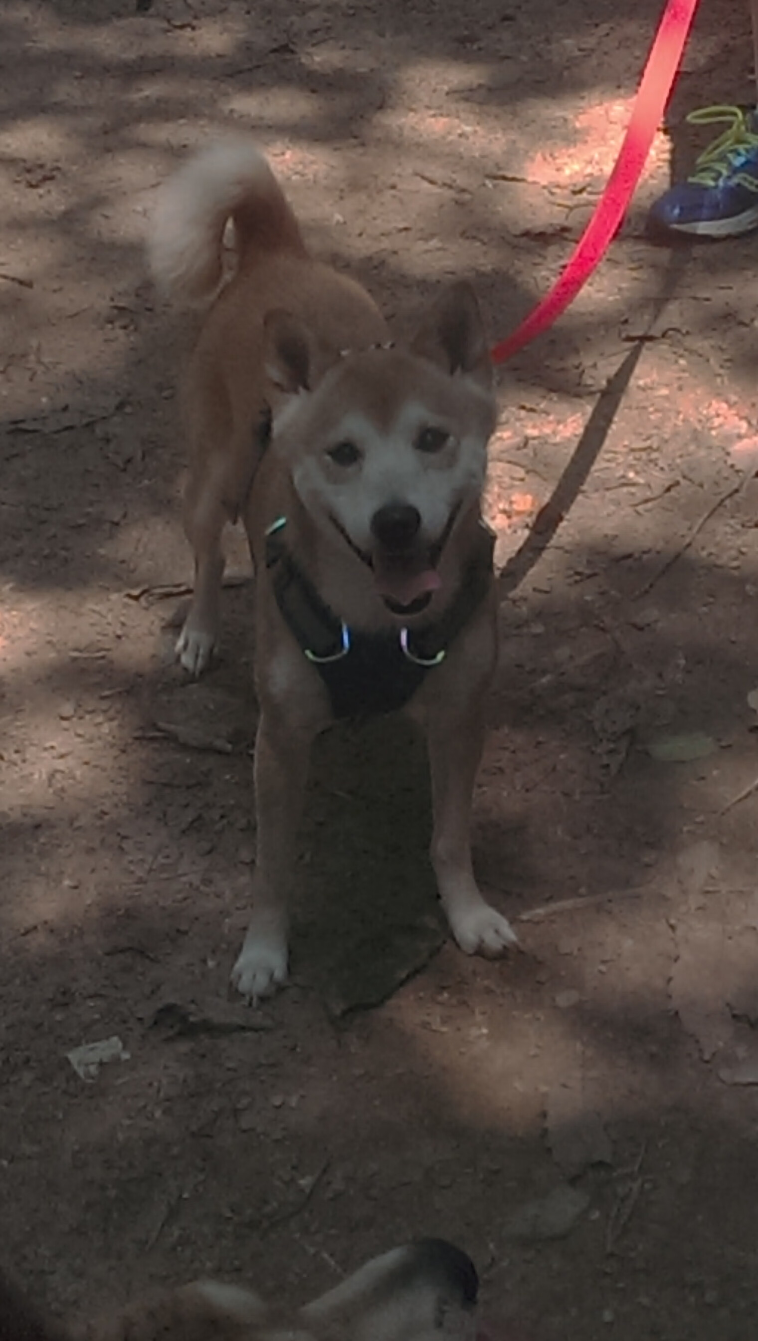 从阿姆斯特丹到曼彻斯特，阿克的欧冠正名之战