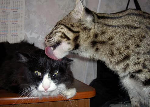 当摩纳哥的焰火照亮智利记忆,一场跨越时空的足球对话