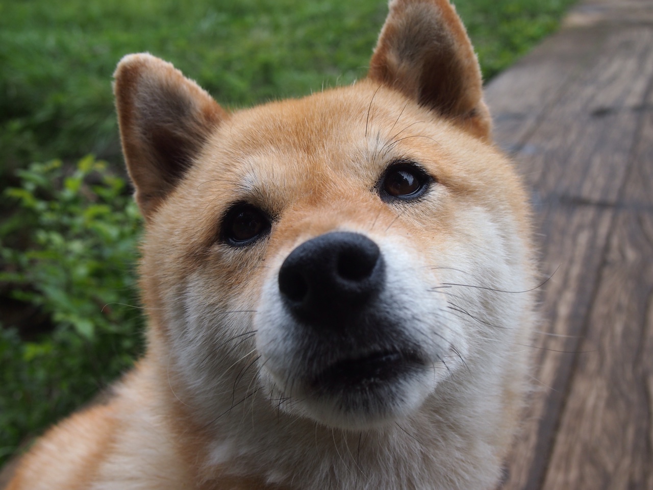 绿茵神话与少年擎旗—沙特爆冷南非，萨卡在年度焦点之战接管比赛