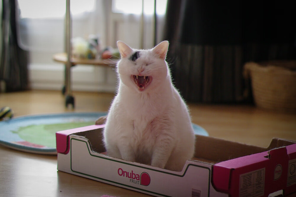 北境风雪与加勒比海风之间，一个克罗地亚幽灵的掌声