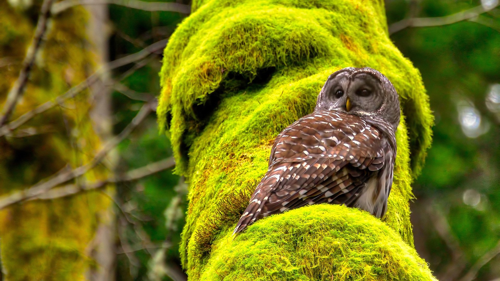 后防基石，从意甲经典对决到英超争冠的防守艺术
