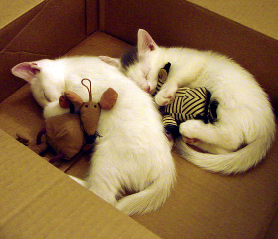 美加墨世界杯焦点战前夕,北京队巅峰对决击败广东队,展现中国足球新气象