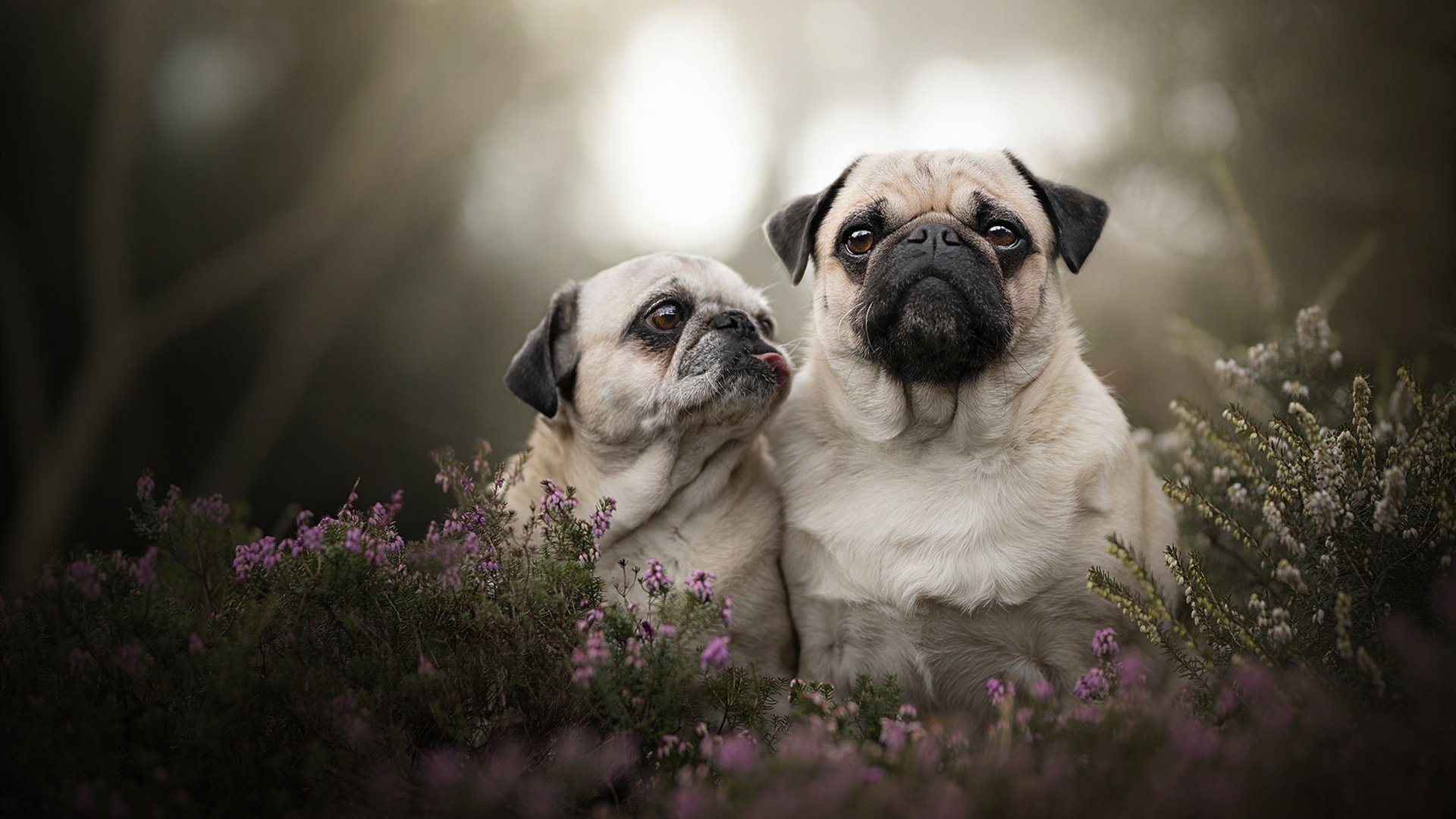 疾驰与险胜,杰伦·格林的双重胜利奏鸣曲