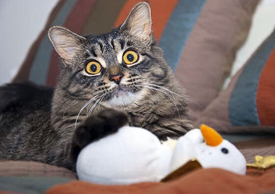 跨界时空的破门，当约基奇降临德甲争冠夜