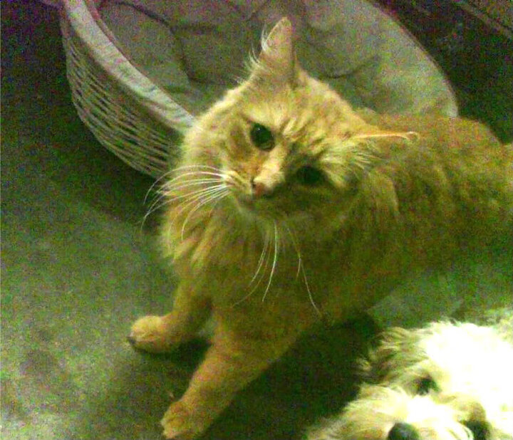 文班亚马连砍12分定乾坤，开拓者主场降服灰熊