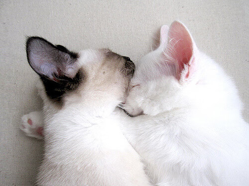 福克斯单骑踏碎江南梦，一场未战已定的降维打击