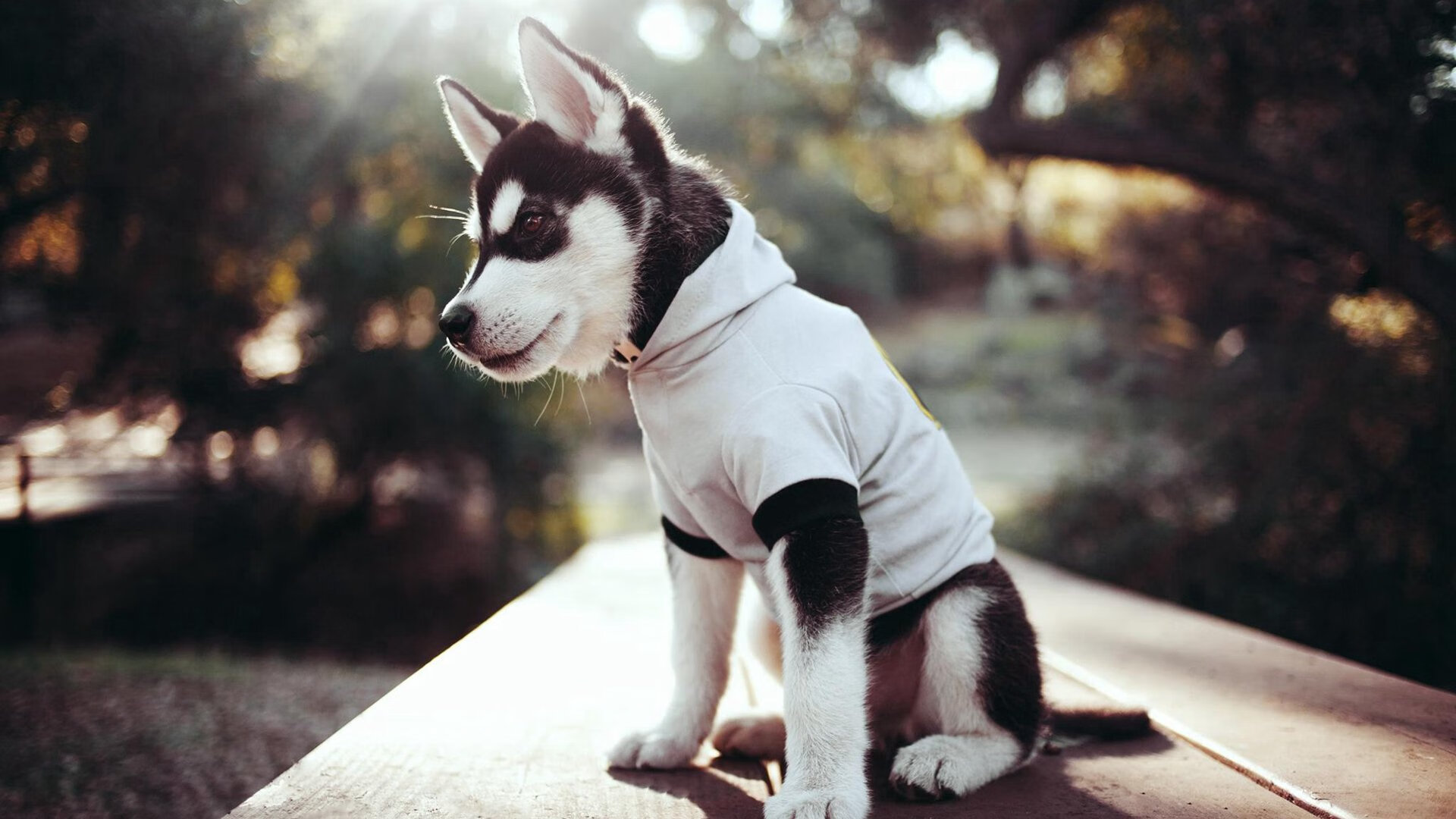 西部卡位生死局！利拉德时刻再现，开拓者压哨绝杀国王