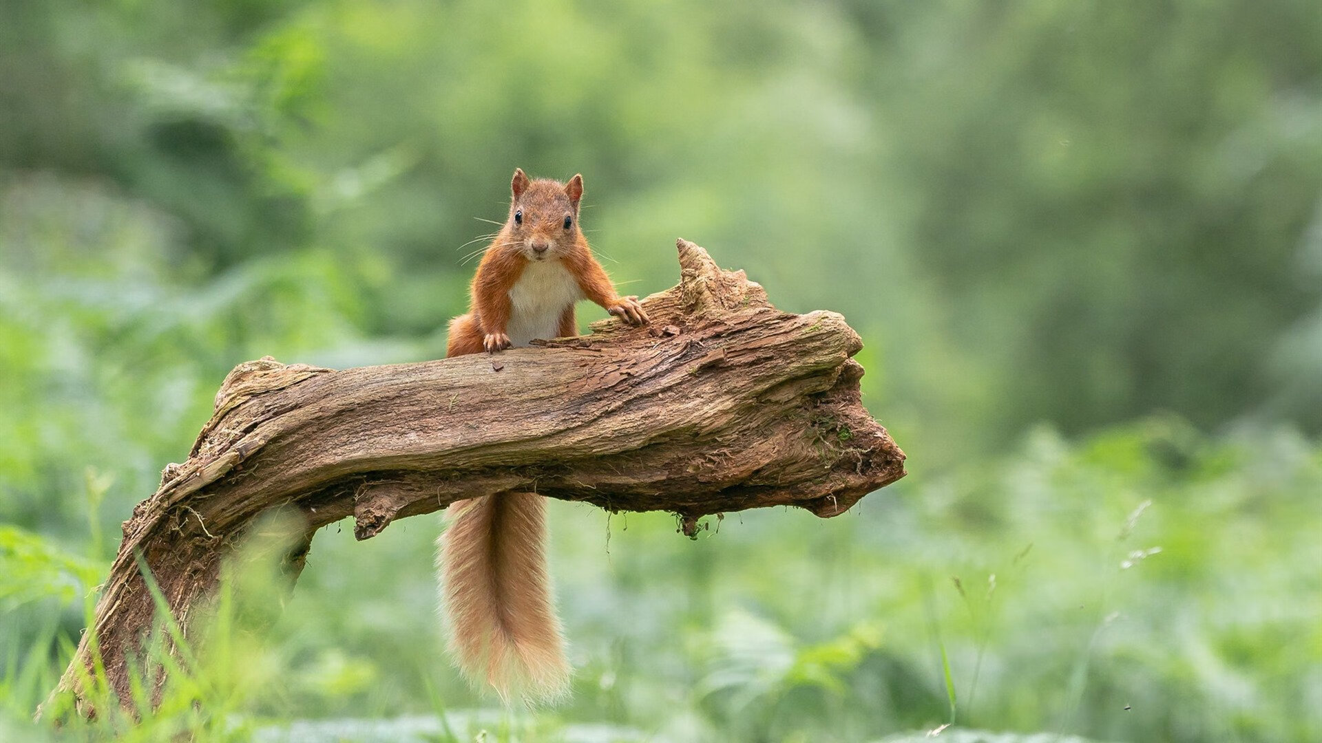 萨拉赫关键制胜与AC米兰强压塞内加尔，现代足球的胜利炼金术
