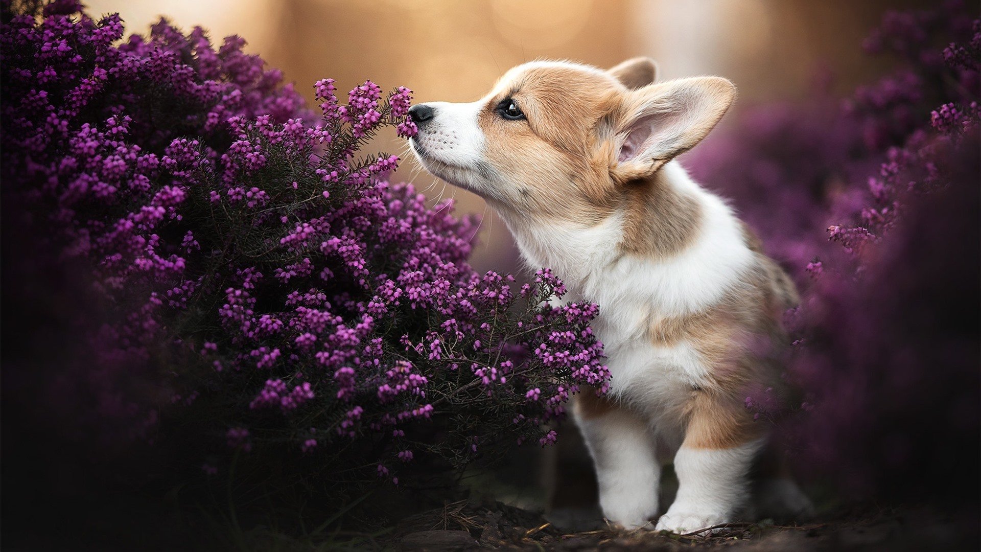 欧冠的战术殿堂里，正上演一场CBA式的新疆封锁—当辽宁的利刃碰上西域的坚城