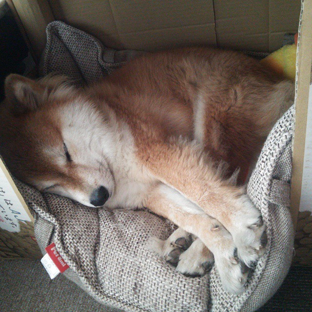 速度与激情,F1揭幕战轰鸣起跑,赛场外委内瑞拉足球震撼英格兰