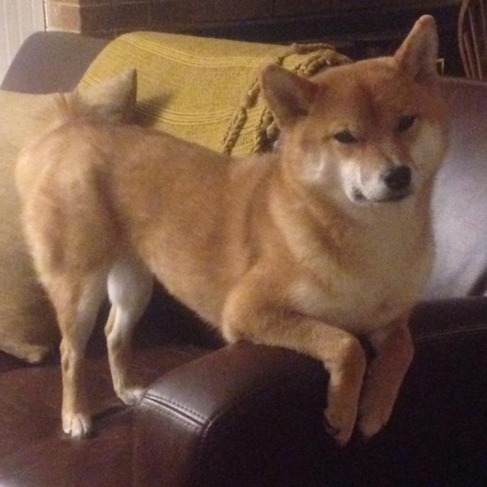 拉梅洛断魂枪难敌钢铁洪流，广东队加时逆转篮网显冠军底蕴