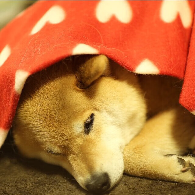 马克西飙分，开拓者团队火力奏凯歌